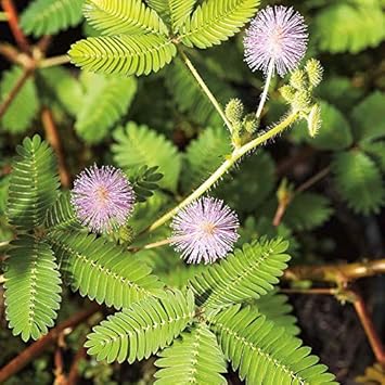 Flower Seeds, Seeds,Seeds For Planting,Plant Seeds