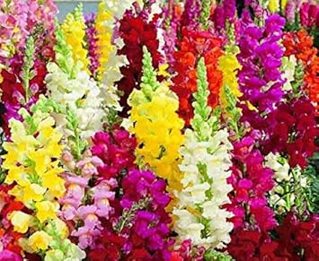 Flower Seeds, Seeds,Seeds For Planting,Plant Seeds