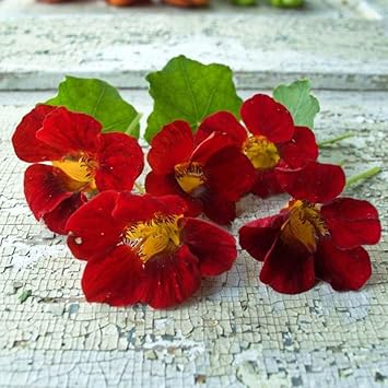 Flower Seeds, Seeds,Seeds For Planting,Plant Seeds