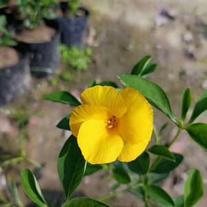 Flower Seeds, Seeds,Seeds For Planting,Plant Seeds