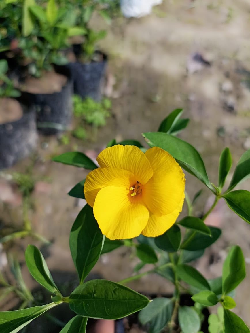 Flower Seeds, Seeds,Seeds For Planting,Plant Seeds