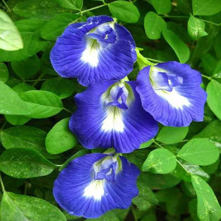 Flower Seeds, Seeds,Seeds For Planting,Plant Seeds