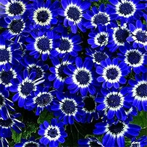 Flower Seeds, Seeds,Seeds For Planting,Plant Seeds