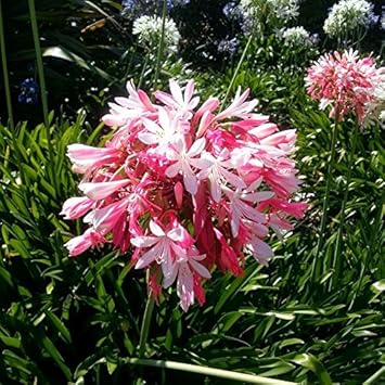 Flower Seeds, Seeds,Seeds For Planting,Plant Seeds