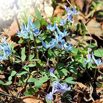 Blue Swan Flower Seeds for Planting – Stunning Blooms for Gardens & Landscapes