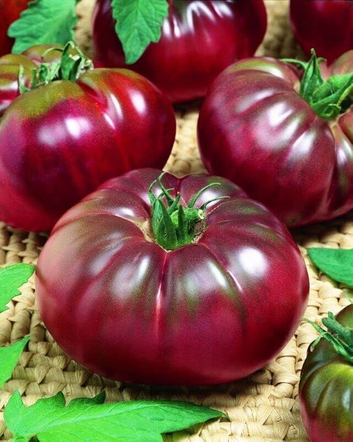 Burgundy Tomato Vegetable Seeds for Planting – Heirloom & Non-GMO Seeds for Rich, Dark Garden Tomatoes