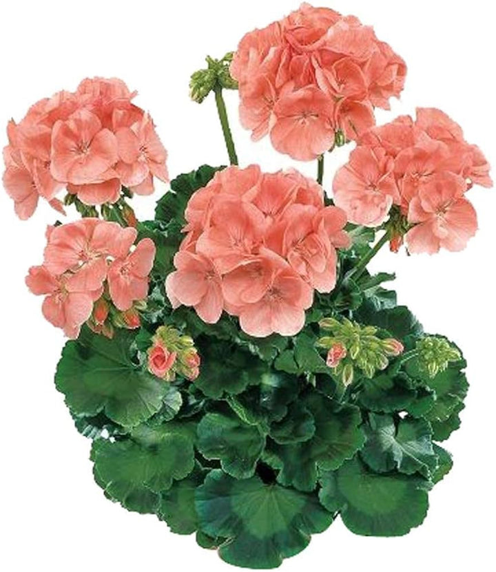 Orange Climbing Geranium Flower Seeds for Planting – Heirloom Non-GMO High Germination Organic Garden Seeds