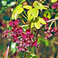 Red Akebia Flower Seeds for Planting – Heirloom, Non-GMO, High Germination Organic Garden Seeds