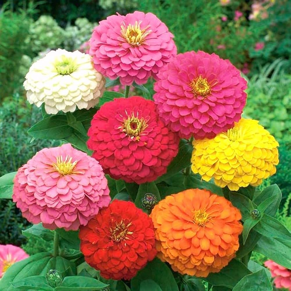 Multi-Color Zinnia Flower Seeds for Planting – Easy to Grow, Heirloom, Non-GMO Seeds for Home Garden