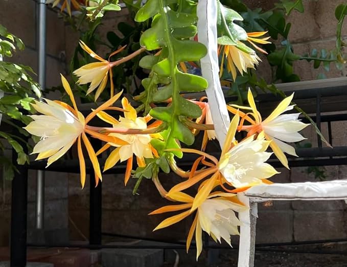 Epiphyllum Flower Seeds for Planting – Heirloom, Non-GMO, Low Maintenance, High Germination Organic Garden Seeds