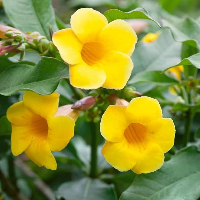 Yellow Allamanda Flower Seeds for Planting – Heirloom, Non-GMO, High Germination Organic Garden Seeds