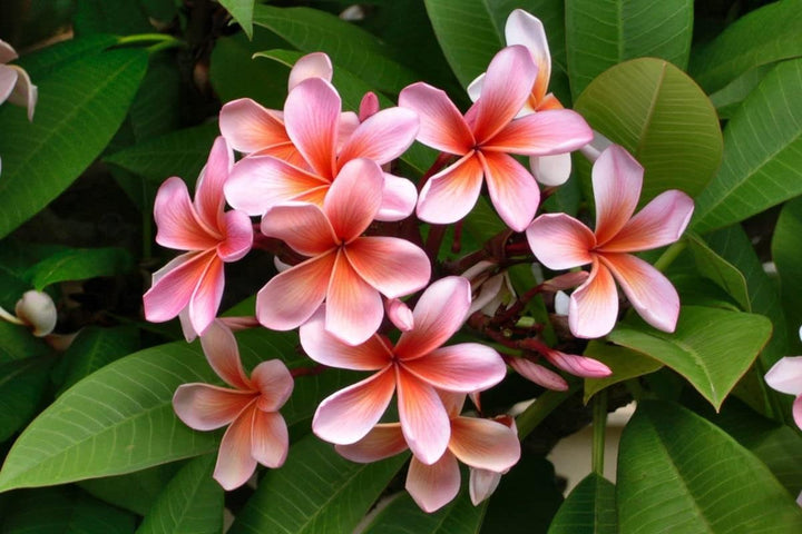 Flower Seeds, Seeds,Seeds For Planting,Plant Seeds