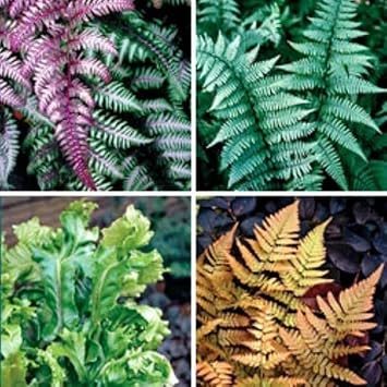 Flower Seeds, Seeds,Seeds For Planting,Plant Seeds