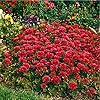 Sedum Ground Cover Flower Seeds for Planting – Heirloom, Non-GMO, Fragrant Organic Garden Seeds