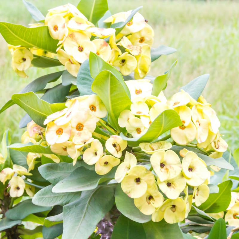 Light Yellow Succulent Flower Seeds for Planting – Heirloom, Non-GMO, Perfect for Borders, High Germination