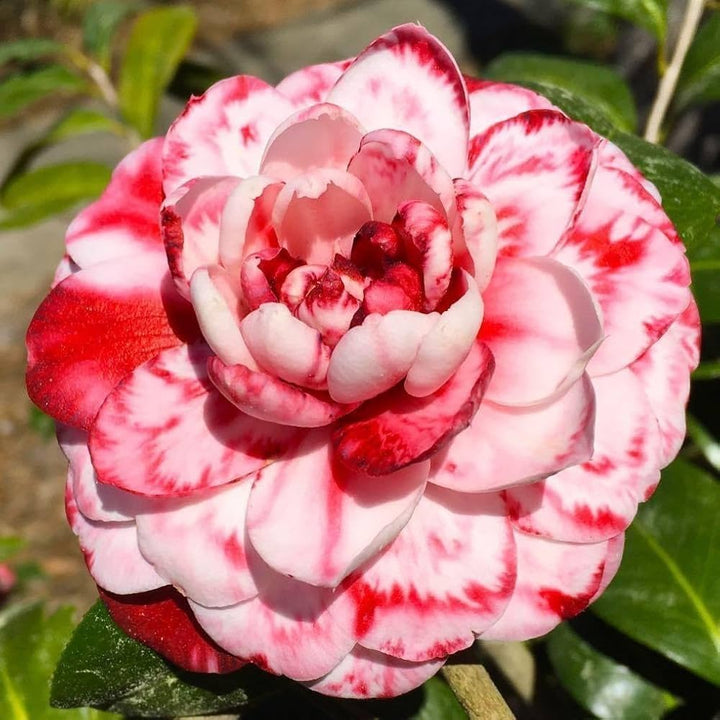 White Light Red Camellia Flower Seeds for Planting – Heirloom Non-GMO Seasonal Bloomer Organic Garden Seeds