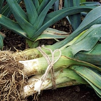 Vegetable Seeds,Garden seeds, Seeds For Planting,Plant Seeds