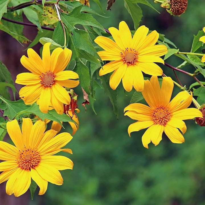 Flower Seeds, Seeds,Seeds For Planting,Plant Seeds