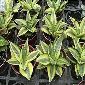 Flower Seeds, Seeds,Seeds For Planting,Plant Seeds