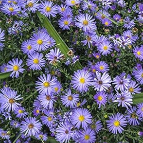 Flower Seeds, Seeds,Seeds For Planting,Plant Seeds