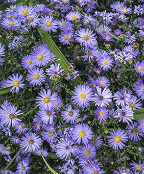 Flower Seeds, Seeds,Seeds For Planting,Plant Seeds