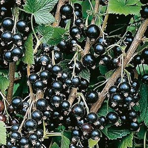 Fruit Seeds,Garden seeds, Seeds For Planting,Plant Seeds