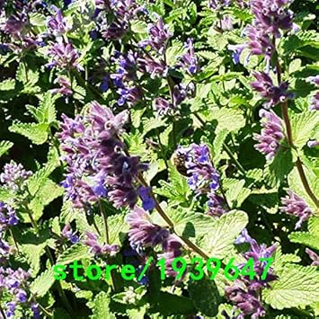 Flower Seeds, Seeds,Seeds For Planting,Plant Seeds