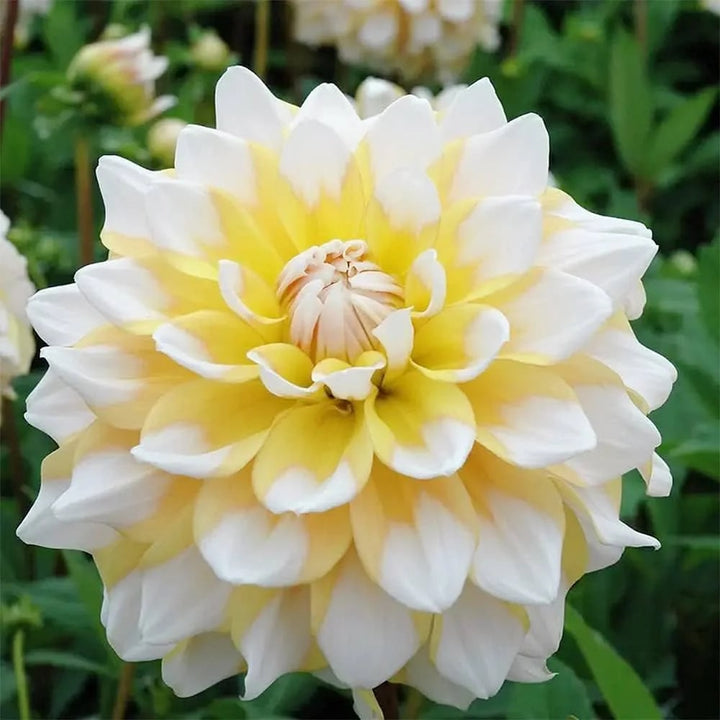 Dahlia Flower Seeds for Planting Yellow White – Heirloom, Non-GMO, High Germination Organic Garden Seeds