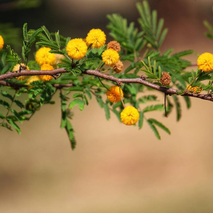 Mixed Acacia Perennial Flower Seeds for Planting – Heirloom, Non-GMO, Compact Growth, High Germination