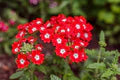Red Verbena Flower Seeds for Planting – Heirloom, Non-GMO Border-Perfect Organic Garden Seeds