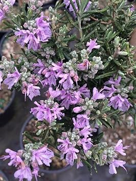 Flower Seeds, Seeds,Seeds For Planting,Plant Seeds