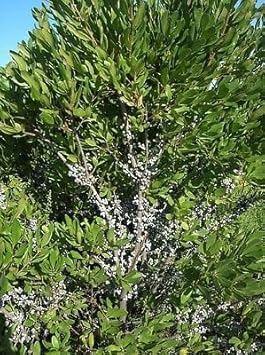 Herb Seeds,Garden seeds, Seeds For Planting,Plant Seeds