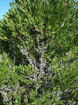 Green Wax Myrtle Plant Seeds for Planting – Heirloom, Non-GMO Herb Seeds