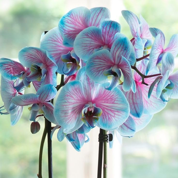 Pink Blue Orchid Flower Seeds for Planting – Vibrant Colors, Heirloom &amp; Non-GMO Seeds