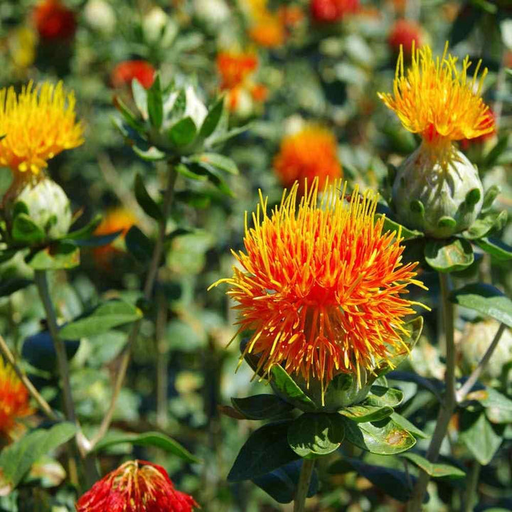 Flower Seeds, Seeds,Seeds For Planting,Plant Seeds