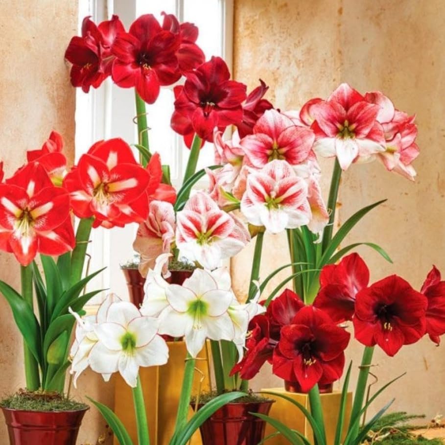 Mixed Amaryllis Flower seeds for Planting - Fragrant Blossoms, Heirloom &amp; GMO Free Seeds for Home Garden, Non-GMO High Germination