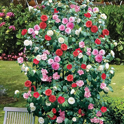 Mixed Camellia Flower Seeds for Planting – Cottage Garden Essential, Heirloom &amp; Non-GMO Home Garden