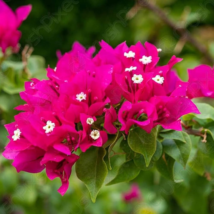 Bougainvillea Spectabilis Flower Seeds for Planting – Heirloom, Non-GMO, High Germination