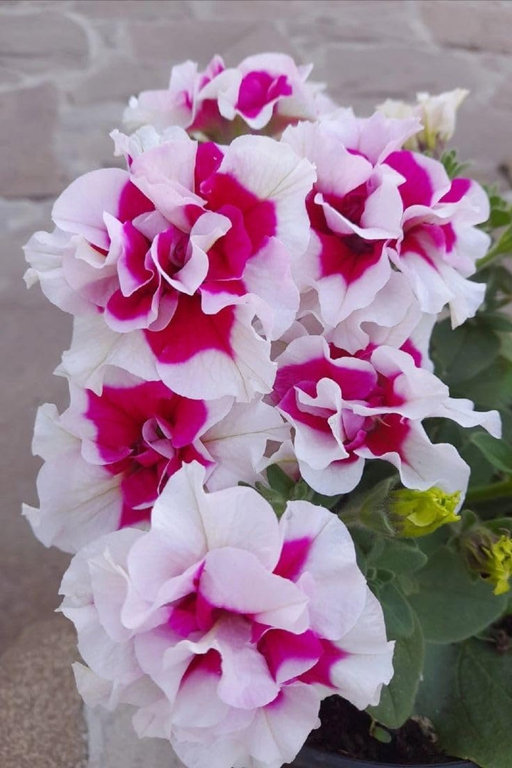 White Pink Hanging Petunia Flower Seeds for Planting – Heirloom, Non-GMO, High Germination, Easy Garden Blooms