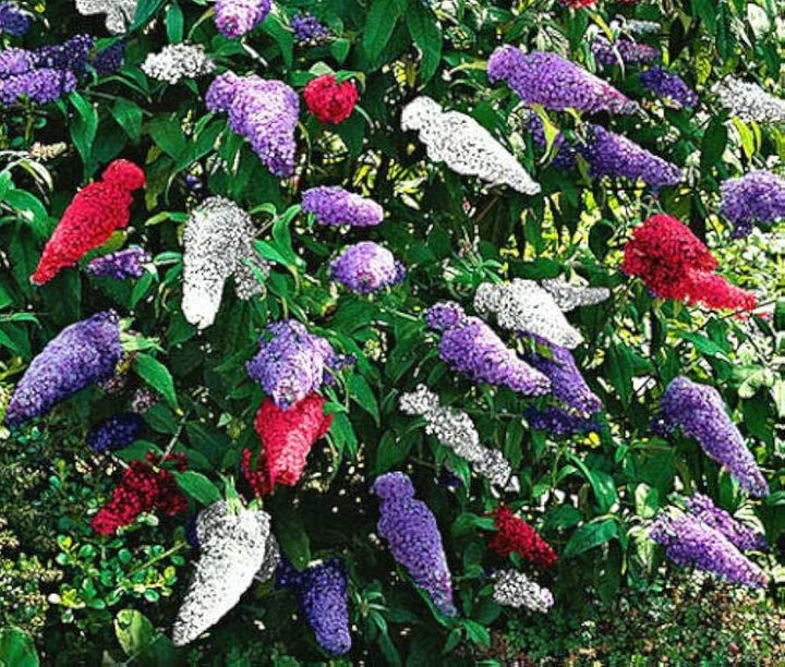 Mixed Colour Buddleia Flower Seeds for Planting – Heirloom, Non-GMO, High Germination Garden Seeds