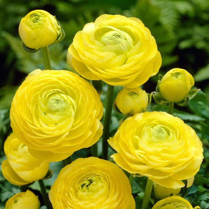 Yellow Ranunculus Flower Seeds for Garden – Heirloom, Non-GMO, Cottage Garden Essential, High Germination