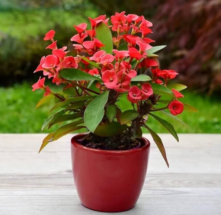 Crown of Thorn Flower Seeds for Planting – Premium Heirloom, Non-GMO, High Germination Garden Seeds
