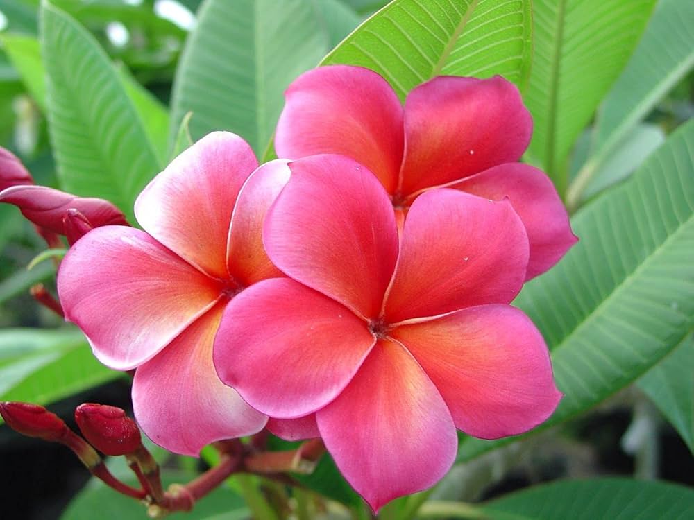 Pink Frangipani Flower Seeds for Planting – Heirloom Non-GMO, High Germination Organic Garden Seeds