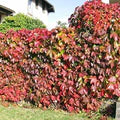 Boston Ivy Vine Parthenocissus Tricuspidata Seeds for Planting – Heirloom, Non-GMO, High Germination Organic Garden Seeds