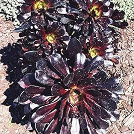 Flower Seeds, Seeds,Seeds For Planting,Plant Seeds