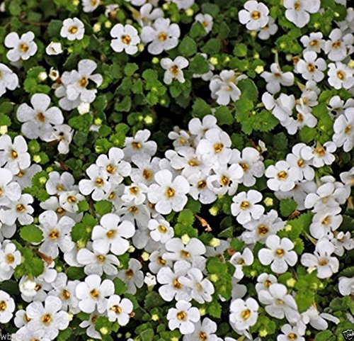 Heirloom Waterhyssop Flower Seeds for Planting – Non-GMO, Colorful Display, High Germination