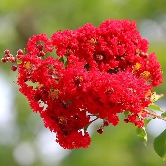 Crepe Myrtle Flower Seeds for Planting – Heirloom, Non-GMO, Seasonal Bloomer, High Germination Organic Seeds