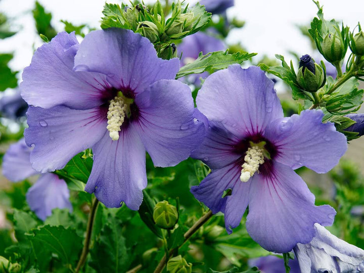 Sharon Hibiscus Flower Seeds for Planting – Heirloom, Non-GMO, High Germination Organic Garden Seeds