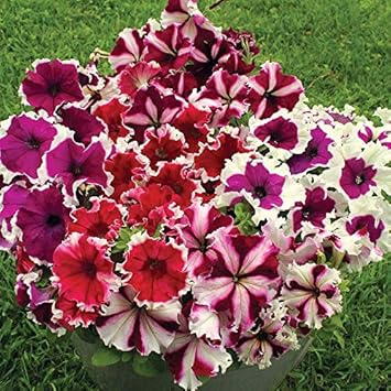 osiria rose seeds Osiria Rose Seeds – Light Pink, Heirloom, High Germination – Earthechoseeds