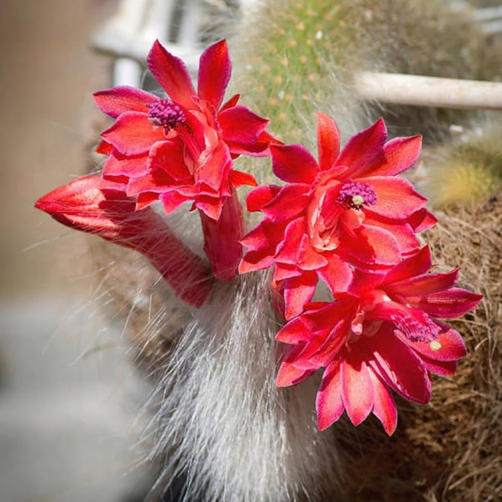 Cleistocactus Colademononis Flower Seeds for Planting – Heirloom, Non-GMO, High Germination Organic Garden Seeds
